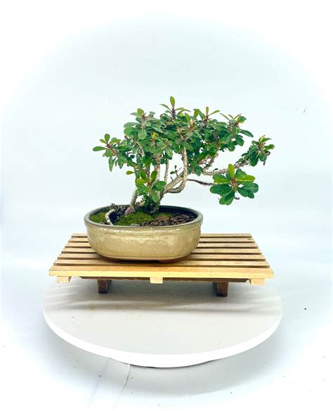 Red Crown Of Thorns Bonsai Tree Natural Maneuver Etsy Uk