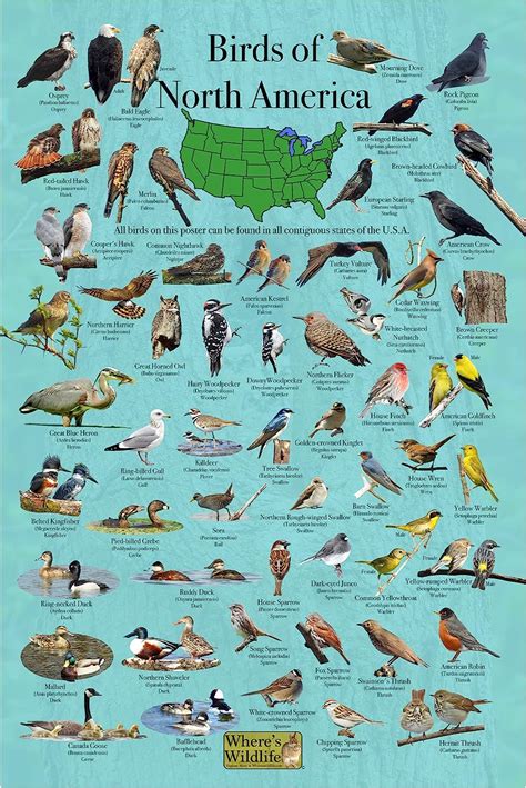 Wheres Wildlife Birds Of North Americabird Identification