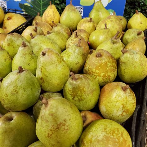 Anjou Pears Information Recipes And Facts