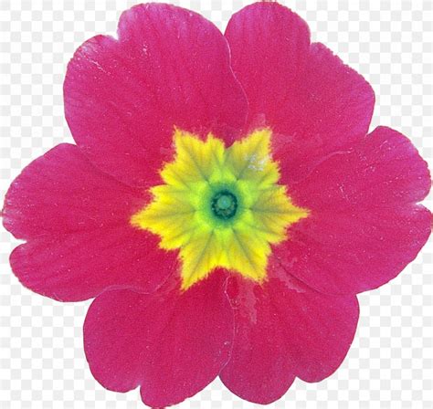 Flower Petal Primrose Clip Art Png 1179x1116px Flower Annual Plant