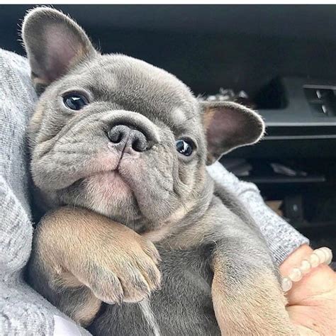 When U Find The Perf Position Bulldog Puppies French Bulldog Puppies