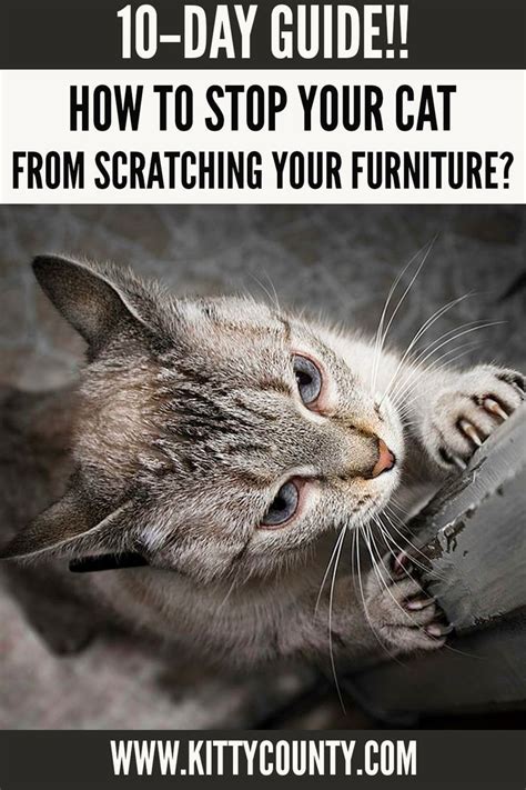 10 Day Step By Step Guide To Stop Your Cats Scratching Your Furniture Cats Cat Scratching