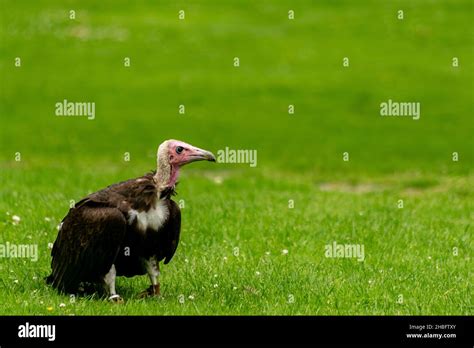 Hooded Vulture Bird Sitting On A Grass Looking To The Side Profile