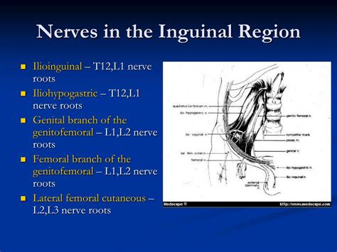 Inguinal Nerve Distribution