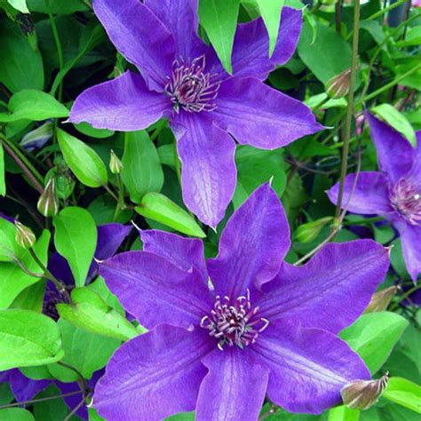 Explore a wide range of the best clematis vine on aliexpress to find one that suits you! OnlinePlantCenter 2 gal. The President Clematis Vine ...