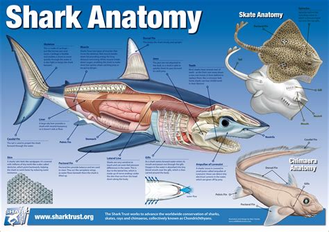 Pin by Anne Vázquez on Ocean Infographics Fish anatomy Shark facts Shark