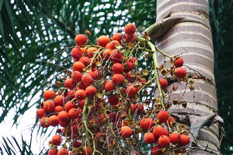 542 Red Berries Palm Tree Stock Photos Free And Royalty Free Stock