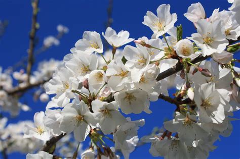 Heres How To Celebrate Cherry Blossom Season Montgomery Community Media