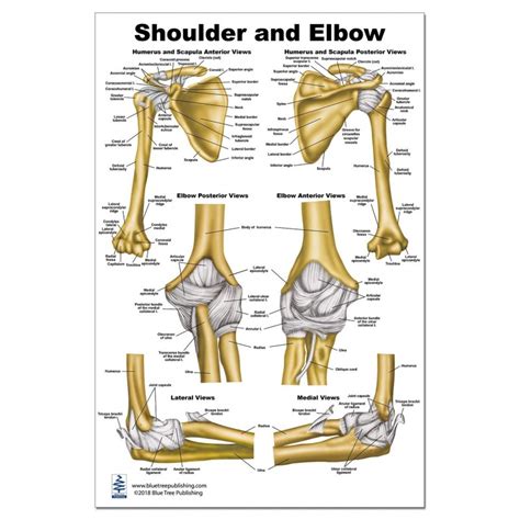 Hand Elbow And Shoulder Posters Musculo Anatomy Posters Anatomy