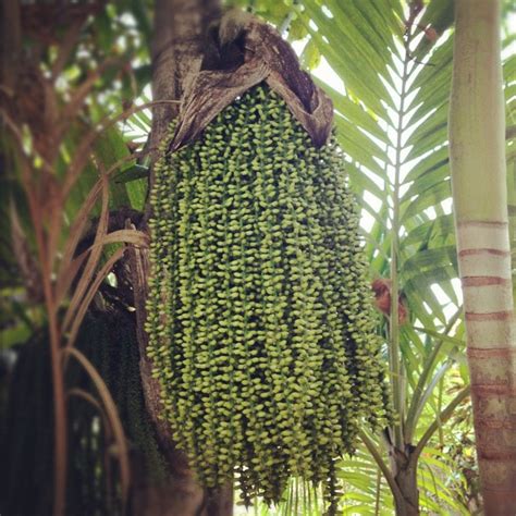 The sapling can be planted in a fruit tree patch to be grown into a palm tree. Foxtail Palm Tree Seed Pods | Foxtail palm, Foxtail palm ...