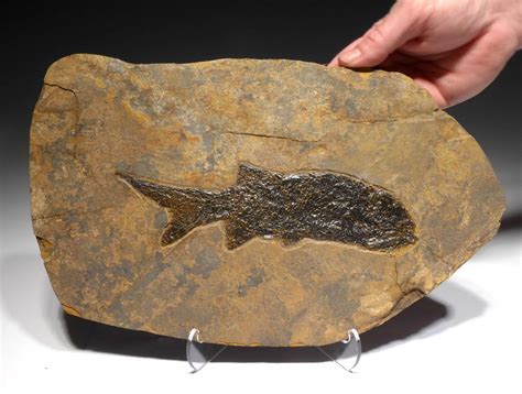 Earliest Bony Fish Fossil Permian Paramblypterus From Before The