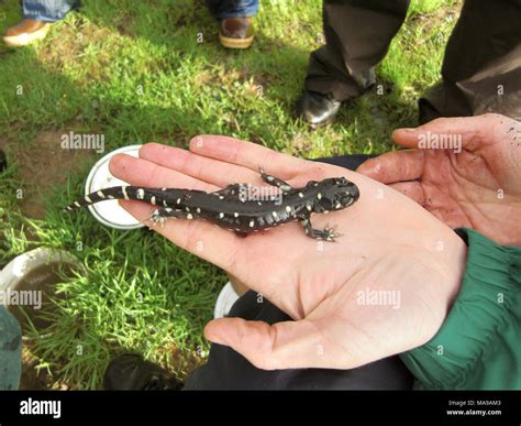 California Tiger Salamander In Hand This Photo Shows The Size Of The