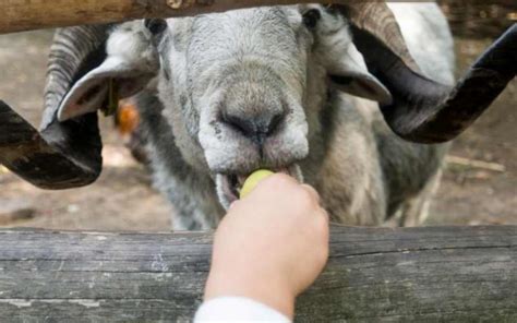 Can Sheep Eat Apples 3 Ways To Feed Farming Base
