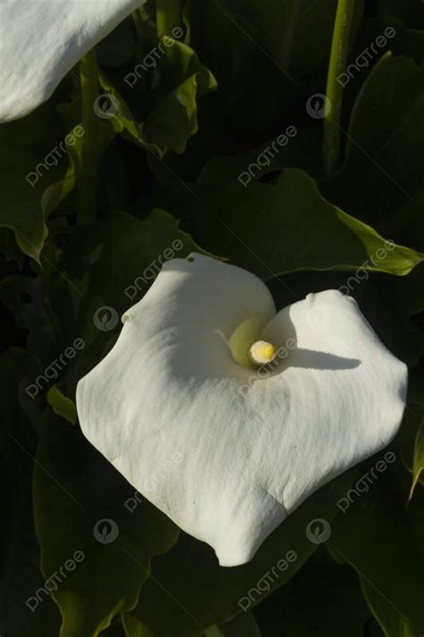 Zantedeschia Aethiopica Calla Lily Arum Photo Background And Picture
