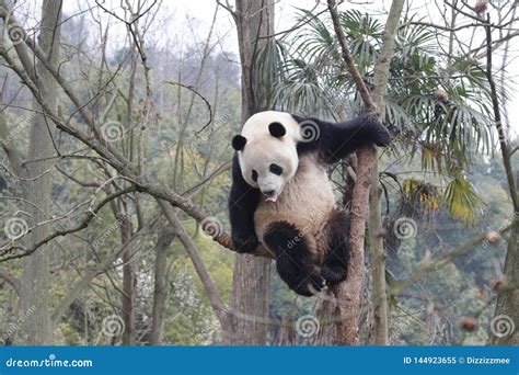 Funny Pose Of Giant Panda China Stock Image Image Of Funny Bamboo