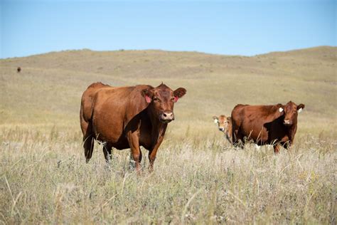 Additional Calculating Annual Cow Costs Webinar Series To Be Offered Unl Beef