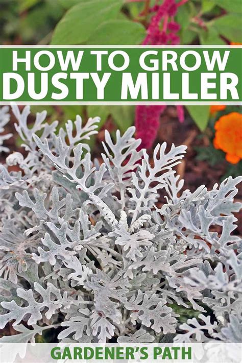How To Grow Dusty Miller In The Garden Gardeners Path Dusty Miller
