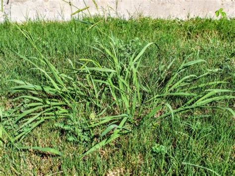 Grasses And Grass Like Pacific Northwest Weeds Solvepest