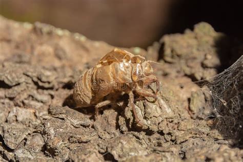 Cicada Pupa Stock Image Image Of Metamorphosis Animal 25503223