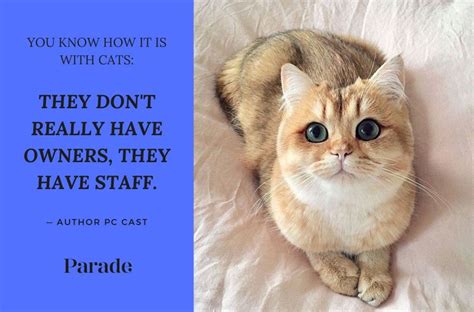 60 Best Cat Quotes And Sayings Youll Love Parade Pets
