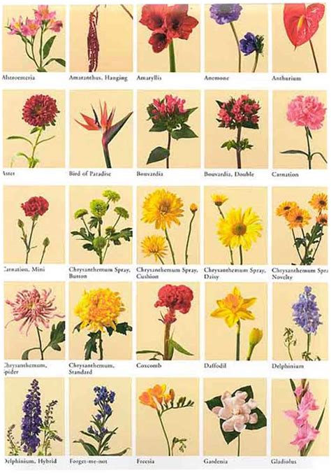 Here's a comprehensive list of names of various flowers. Flower Names - We Need Fun