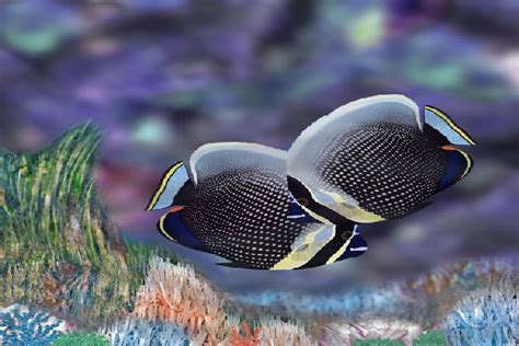 Ikan kelisa yang juga dikenali sebagai arowana atau nama saintifiknya scleropages formousus adalah sejenis ikan hiasan yang sangat popular dan mahal harganya. Ikan Paling Mahal Untuk Aquarium Di Dunia - MOSTEXPENSIVEFISH