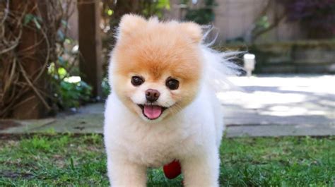 Boo The Pomeranian Aka The Worlds Cutest Dog Has Died