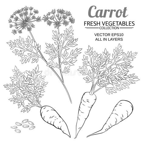Carrot Vector Set On White Background Stock Vector Illustration Of