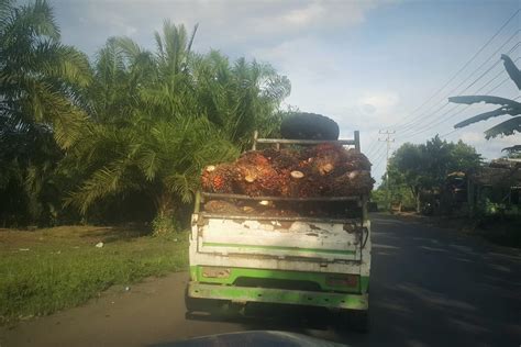 Dapatan kajian merangkumi konsep, jenis pengangkutan awam, kepentingan, masalah dan cadangan mengurangkan masalah perkembangan pengangkutan awam di kawasan kajian calon. Kajian UGM: 2,8 Juta Hektar Kebun Sawit di Kawasan Hutan ...