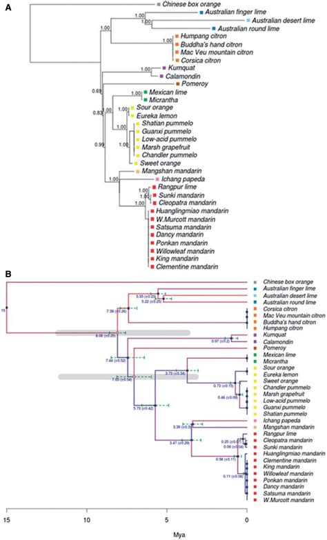 Phylogenetic Tree Of The Genus Citrus A Maximum Likelihood