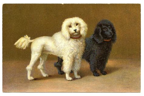 Vintage Clip Art 2 Darling Poodles The Graphics Fairy Poodle Dog