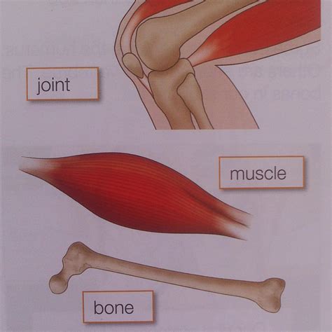 Tendons are thick, tough cords of tissue that firmly attach to both the muscle and the bone, connecting the two. My English Blog: November 2013