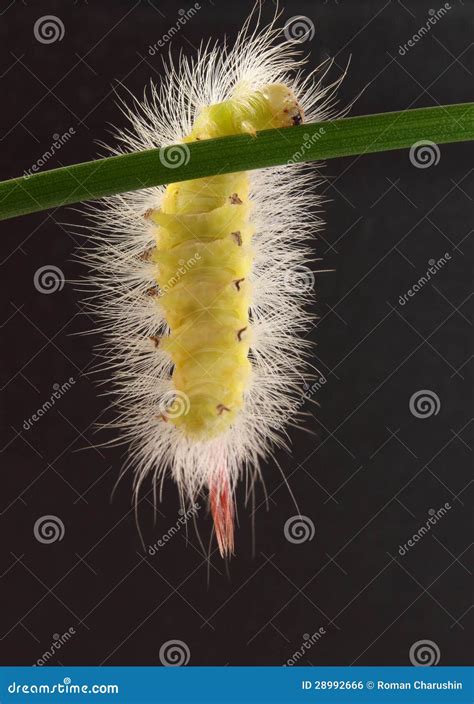 Fluffy Caterpillar Stock Photo Image Of Rock Sport 28992666