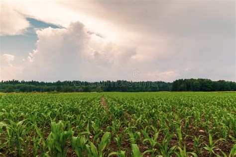 Rows Of Young Corn Growing On A Field Stock Photo Image Of Bright