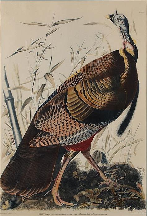 Lot Wild Turkey Print After John James Audubon