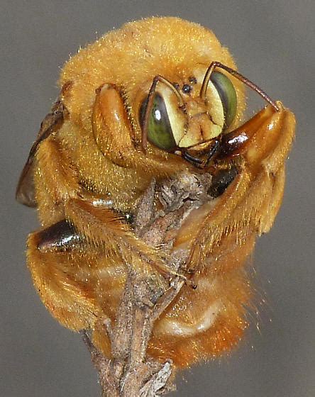 Valley Carpenter Bee Xylocopa Sonorina Bugguidenet