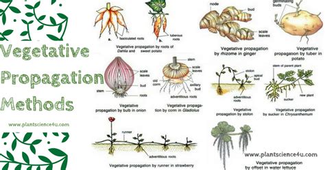Types Of Reproduction In Plants Plants Bp