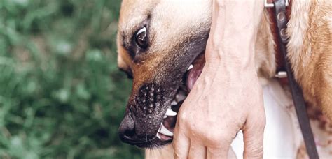 Dog Bite Lawyer Kaass Law