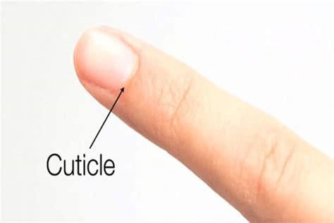 What Are Cuticles Formation And Function Of Nail Cuticles