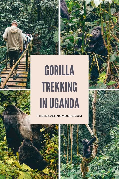 Guide To Mountain Gorilla Trekking In Uganda Artofit