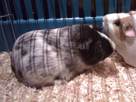 Is it possible that my guinea pig is pregnant? Always look on the brightside of life. My guinea pig is ...