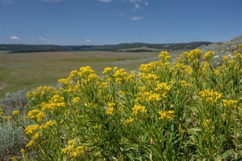 Mountain Goldenrod Wildflowers In Front Of Yellowstone Wilderness Stock
