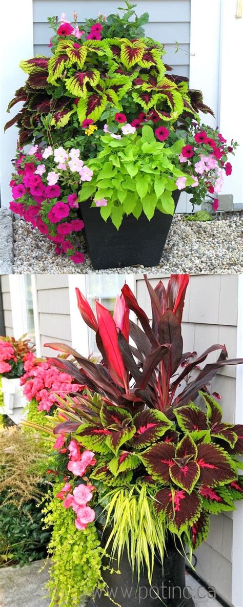 Showy Colorful And Easy Care Shade Plants And Container Gardens With