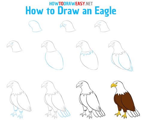 Drawings Of Eagles Step By Step Ceramicpaintingfortmyers