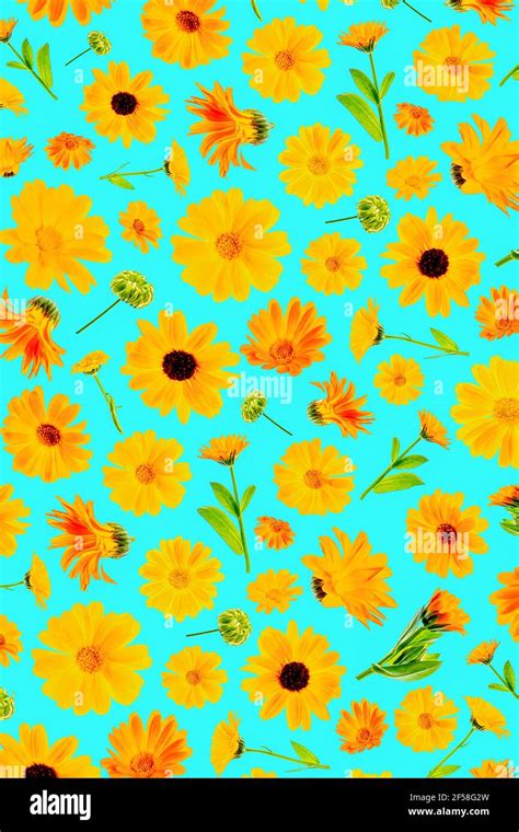 Download Pattern Of Orange Flowers Calendula On A Blue Background As