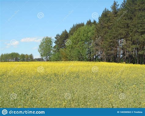 Yellow Flowers Rapeseed Field And Forest Spring Landscape Blue Sky