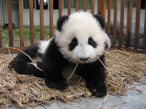 Baby Pandas Amazing Beautiful Wondrous Things Animals Kids