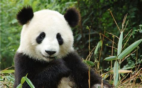 Giant Panda Numbers Are Up See Them In Chengdu Cityam