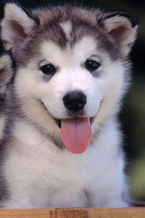 Smiling Puppy Raww