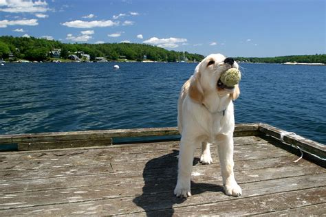 Golden Retriever Puppy With Tennis Ball On Float Golden R Rob